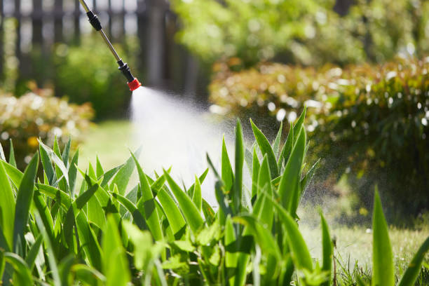 24/7 Emergency Termite Control experts in Phoenix, AZ